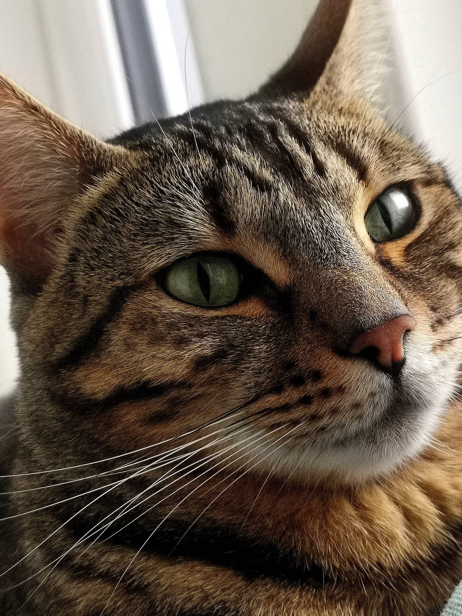 Bella is registered to the contest to win money with this photo: carnivore, cat, close_up, domestic_short_haired_cat, felidae, fur, grass, small_to_medium_sized_cats, snout, terrestrial_animal, whiskers, wildlife, window