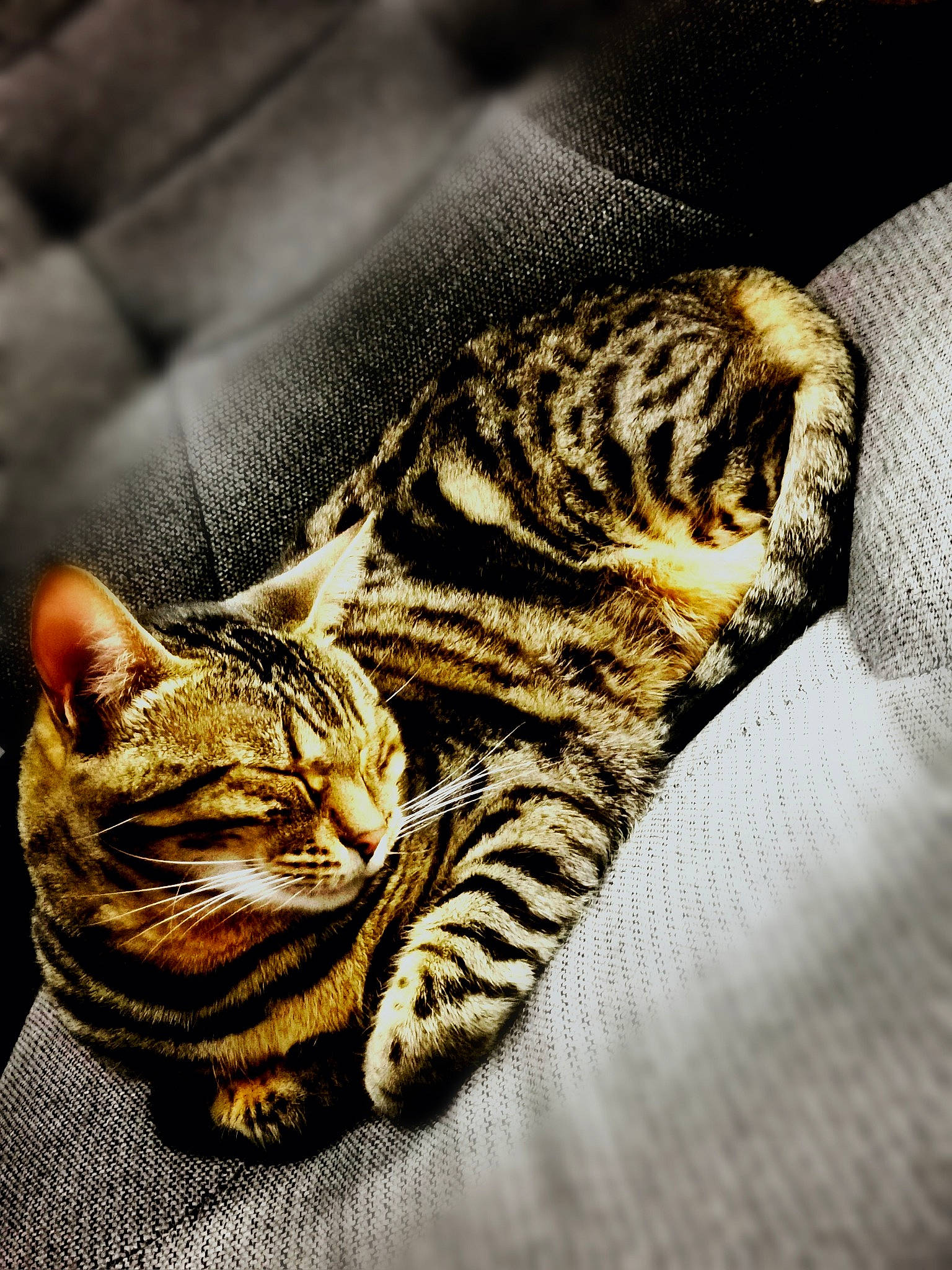 Bella is registered to the contest to win money with this photo: big_cats, carnivore, cat, claw, close_up, domestic_short_haired_cat, eye, felidae, fur, head, human_body, natural_material, pattern, paw, small_to_medium_sized_cats, snout, tail, terrestrial_animal, whiskers, wildlife