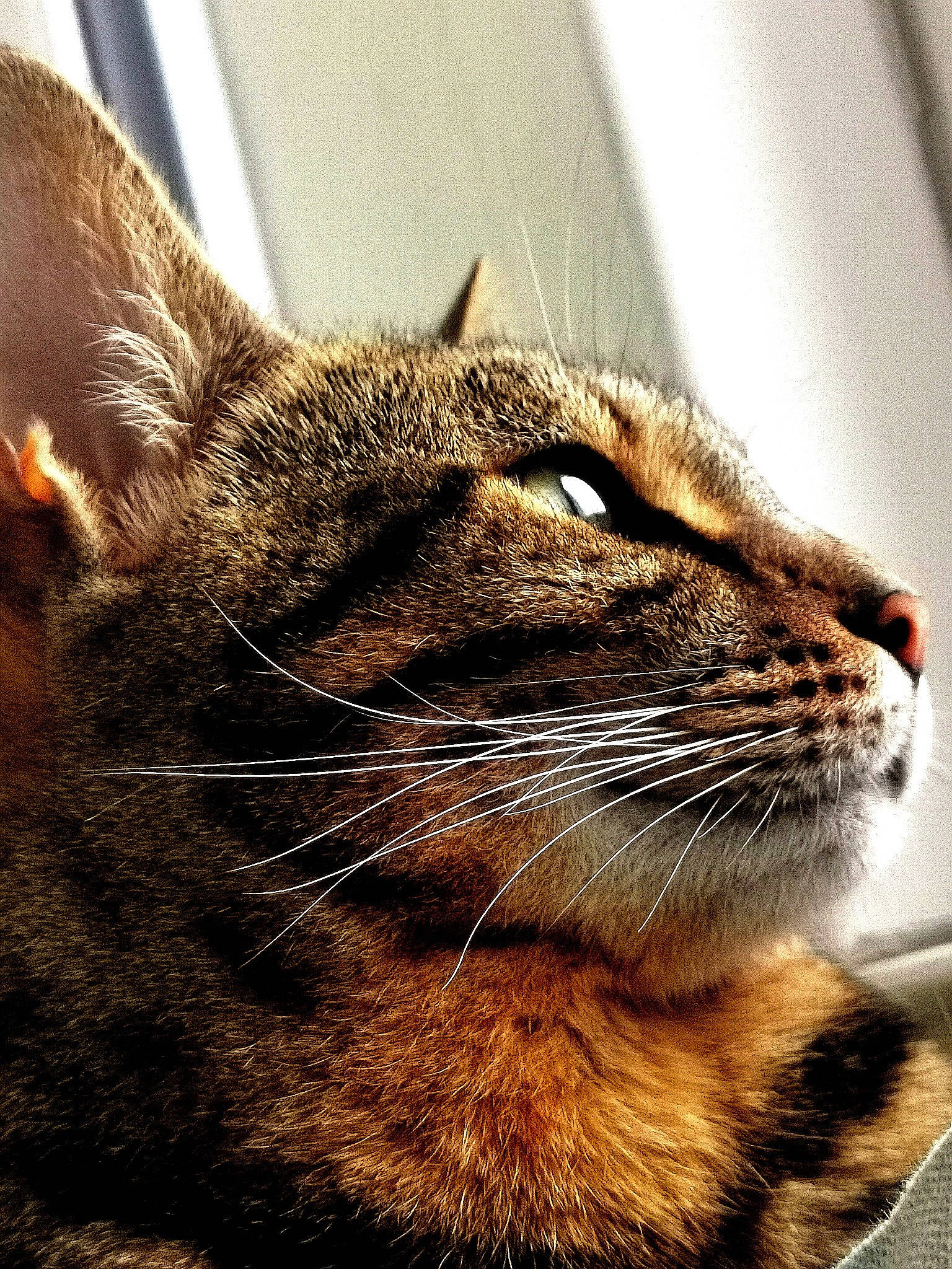 Bella is registered to the contest to win money with this photo: carnivore, cat, domestic_short_haired_cat, ear, fawn, felidae, fur, grass, metal, paw, small_to_medium_sized_cats, snout, terrestrial_animal, tree, whiskers, wildlife