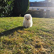 Archer a rejoint le concours — aidez-le/la à gagner de superbes lots ! adorable, animal, bush, cute, daytime, dog, fluffy, grass, house, nature, outdoor, pet, puppy, shadow, sky, small, sunlight, tree, white, yard