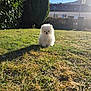 adorable, animal, bush, cute, daytime, dog, fluffy, grass, house, nature, outdoor, pet, puppy, shadow, sky, small, sunlight, tree, white, yard