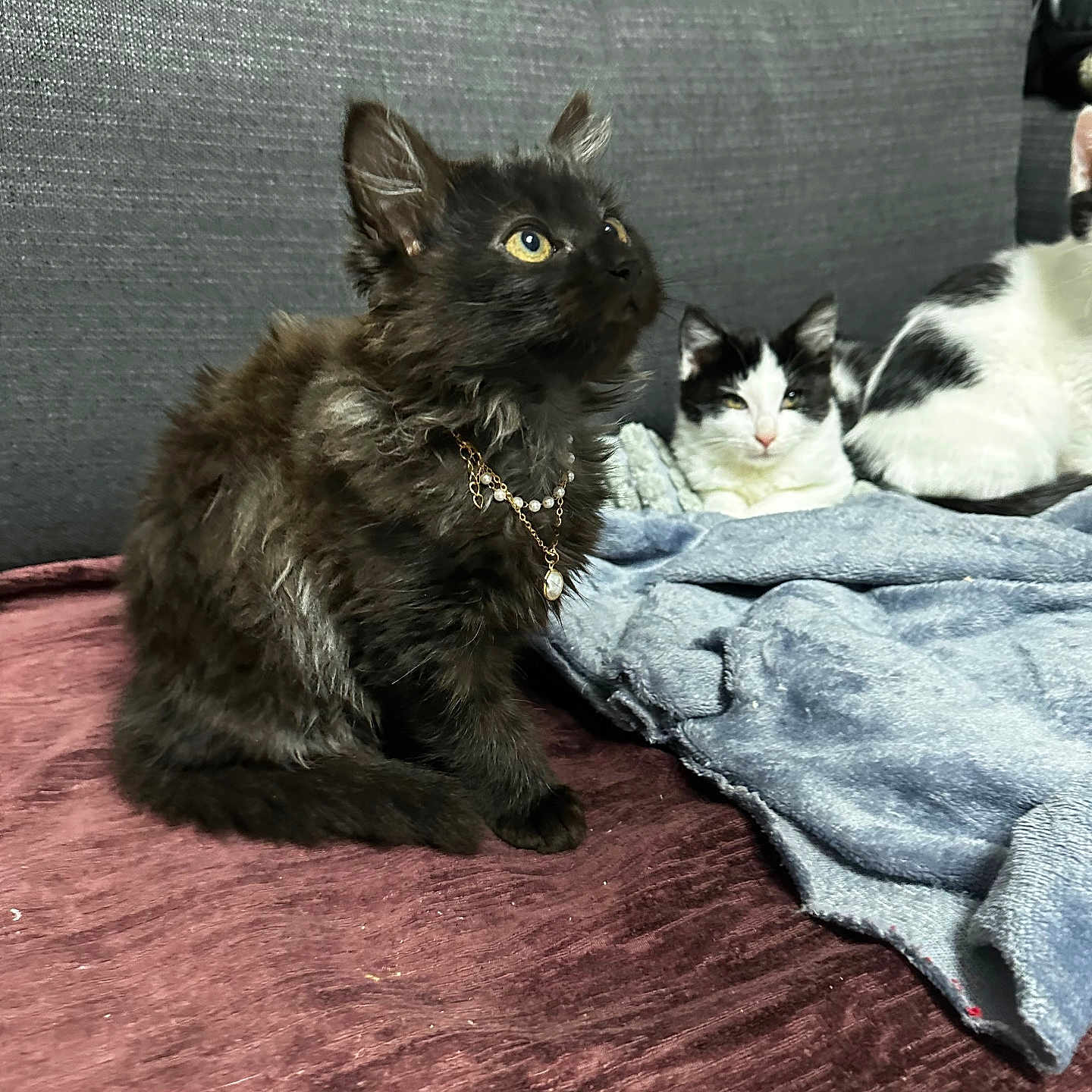 Oreo a rejoint le concours — aidez-le/la à gagner de superbes lots ! animal, black_and_white_cat, black_cat, blanket, companion, couch, cozy, cute, domestic_animal, feline, fur, home, indoor, jewelry, kitten, necklace, pet, relaxed, resting, sitting