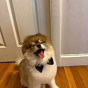 Milo is registered to the contest to win money with this photo: adorable, animal, bow_tie, companion_animal, cute, dog, domestic_animal, fluffy, fur, happy, indoor, mammal, pet, portrait, sitting, small_dog, tongue_out, white_door, white_wall, wood_floor