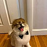 dog, bow_tie, indoor, wood_floor, white_door, white_wall, pet, fluffy, adorable, sitting, tongue_out, happy, cute, small_dog, fur, domestic_animal, mammal, companion_animal, animal, portrait