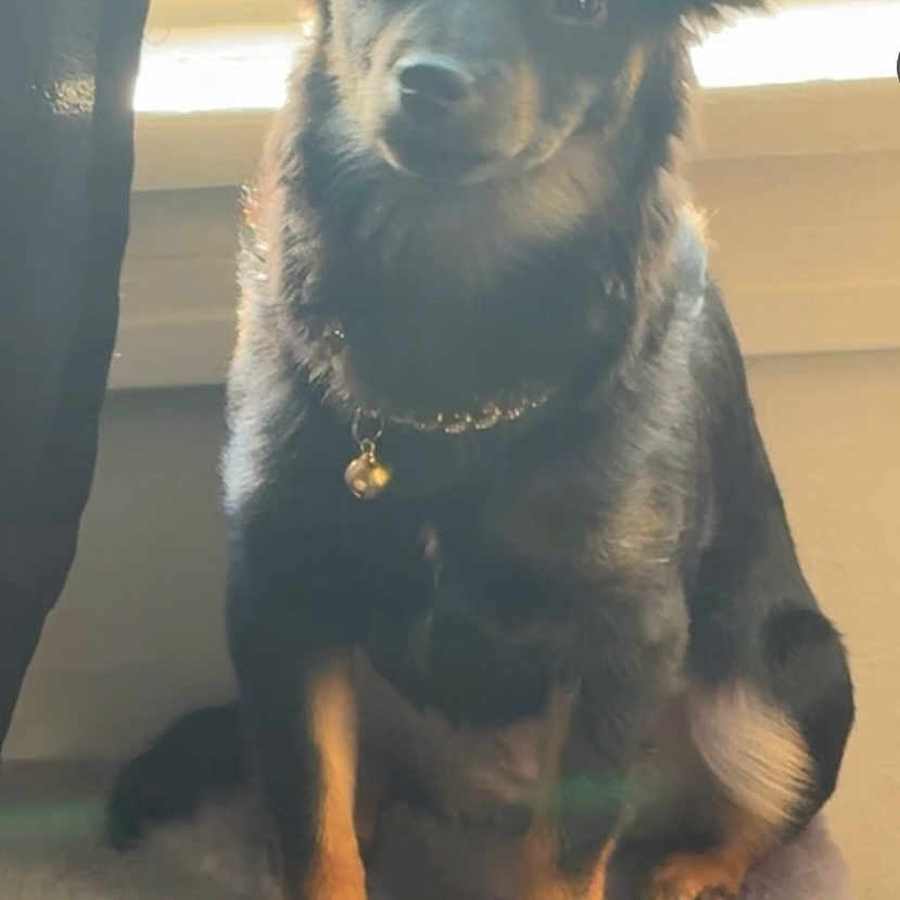 Lulu joined the competition — help win amazing prizes! accessories, animal, ball, bulldog, canine, chihuahua, dog, germanshepherd, hound, husky, jewelry, necklace, pet, policedog, puppy, snout, sport, tennis, tennisball, whitedog