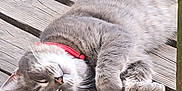 Fur-Gus joined the competition — help win amazing prizes! animal, cat, close_up, collar, cozy, cute, domestic_animal, feline, fur, gray_cat, nap, outdoor, paw, peaceful, pet, relaxed, resting, sleeping, whiskers, wooden_deck