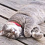 animal, cat, close_up, collar, cozy, cute, domestic_animal, feline, fur, gray_cat, nap, outdoor, paw, peaceful, pet, relaxed, resting, sleeping, whiskers, wooden_deck