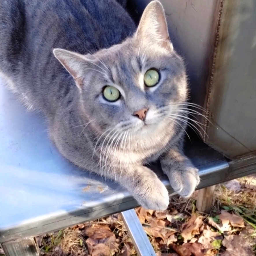 Fur-Gus