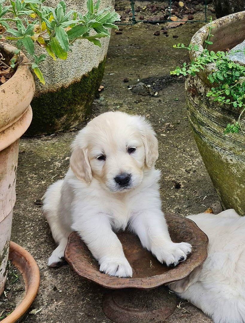 Sunday participe au concours pour gagner de l'argent avec cette photo : canidae, carnivore, companion_dog, dog, dog_breed, fawn, garden, grass, livestock_guardian_dog, plant, snout, sporting_group, terrestrial_animal, tree, wood, working_animal, working_dog