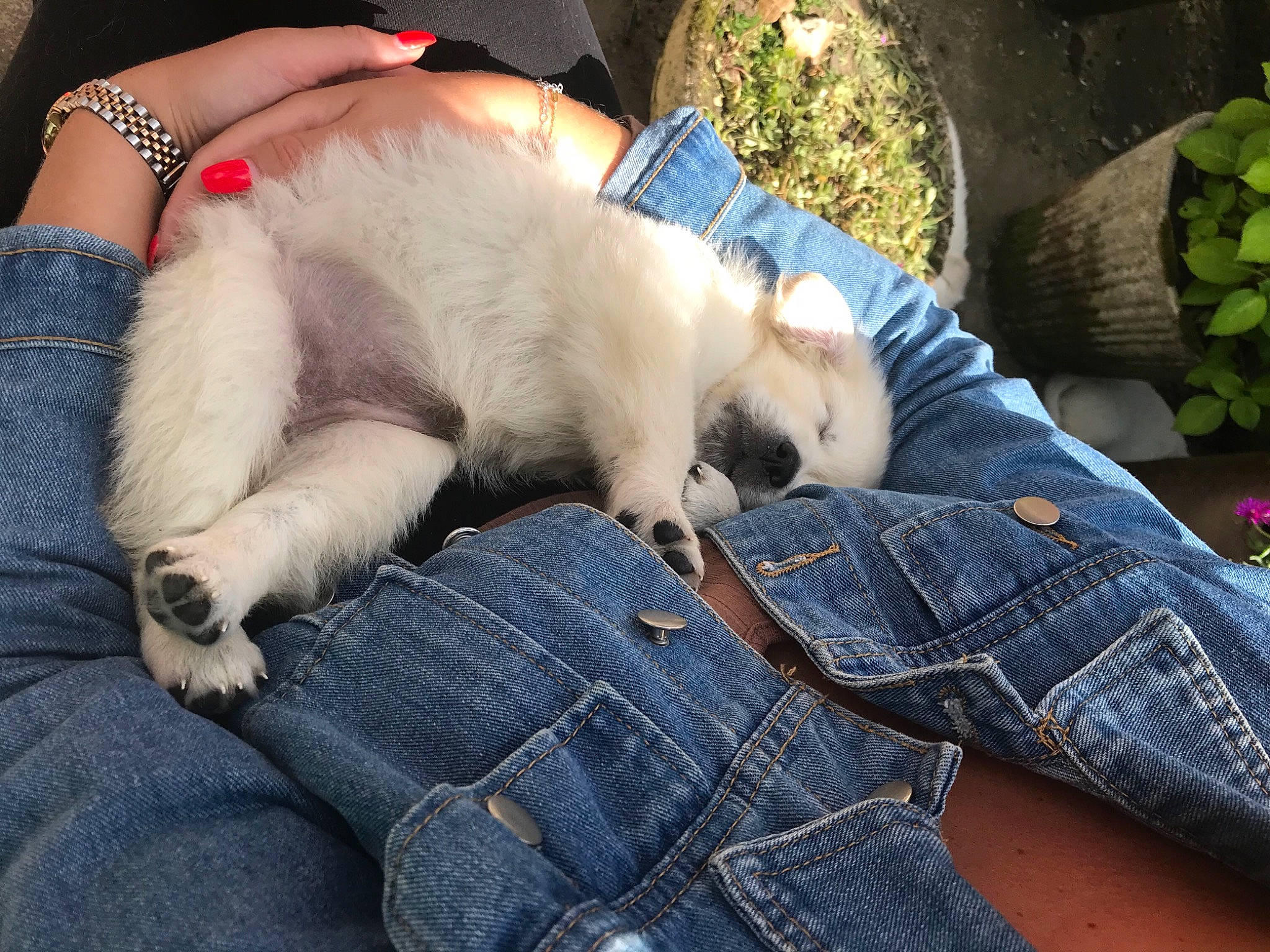 Sunday a rejoint le concours — aidez-le/la à gagner de superbes lots ! abdomen, carnivore, cat, claw, comfort, companion_dog, denim, dog_breed, fawn, felidae, fur, human_leg, lap, paw, small_to_medium_sized_cats, snout, tail, thai, thigh, whiskers