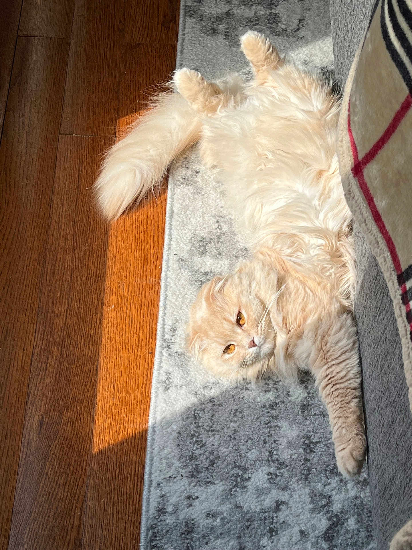 Rosie joined the competition — help win amazing prizes! blanket, cat, close_up, cozy, cream_color, feline, fluffy, hardwood_floor, indoor, lying_on_back, orange_eyes, pet, portrait, relaxed, rug, shadow, sofa, sunlight, tail, whiskers