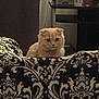 cat, chair, collar, cream_cat, cute, decor, eyes, feline, furniture, home_interior, indoor, living_room, low_light, patterned_fabric, pet, portrait, scottish_fold, shelf, sitting, whiskers
