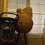 animal_face, cage, cat, cozy, floor, fluffy_cat, furniture, guinea_pig, home_interior, indoor, mammal, perch, pet, pet_carrier, plush_ball, scratching_post, small_pet, stool, wicker_basket, window_blinds
