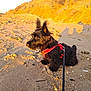 dog, beach, sand, sunlight, harness, leash, outdoor, pet, sunset, shadow, grass, nature, canine, fluffy, black_dog, animal, ears_up, golden_hour, dunes, quiet