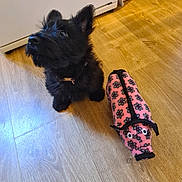 Ruby joined the competition — help win amazing prizes! puppy, dog, black_dog, toy, plush_toy, pink, floor, wooden_floor, indoor, pet, animal, ears, looking_up, kitchen, crate, household, domestic, cute, small_dog, playful