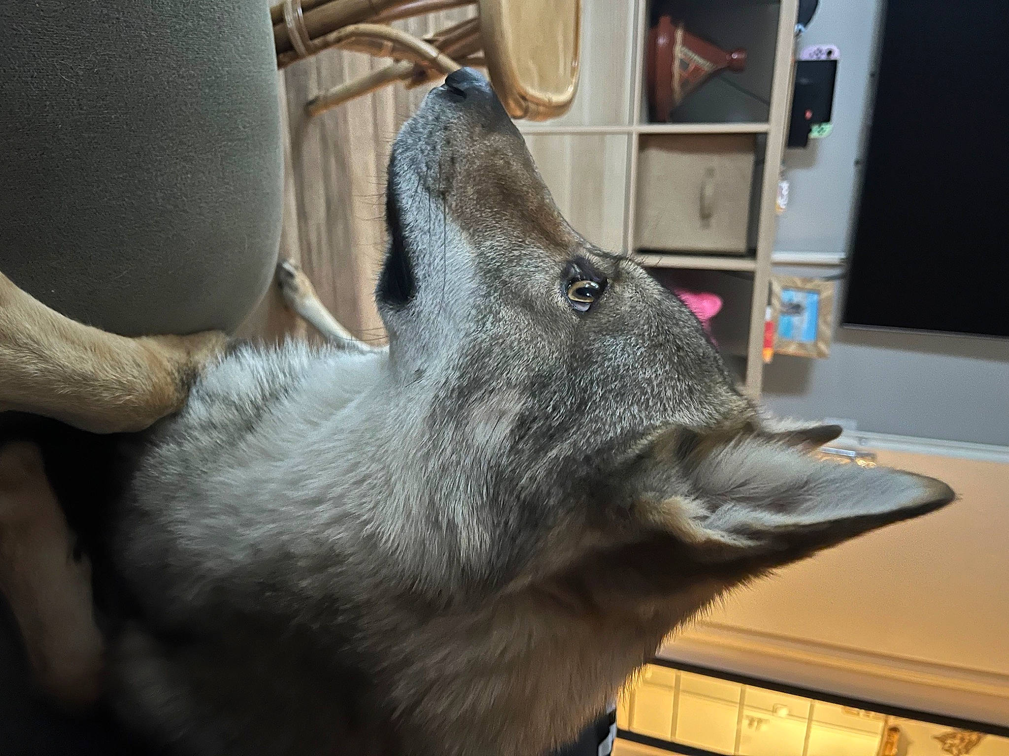 Apache a rejoint le concours — aidez-le/la à gagner de superbes lots ! cabinetry, canidae, carnivore, claw, companion_dog, dog_breed, domestic_short_haired_cat, fawn, felidae, fur, grey, home_appliance, jaw, kitchen_appliance, non_sporting_group, small_to_medium_sized_cats, sporting_group, terrestrial_animal, whiskers, working_animal