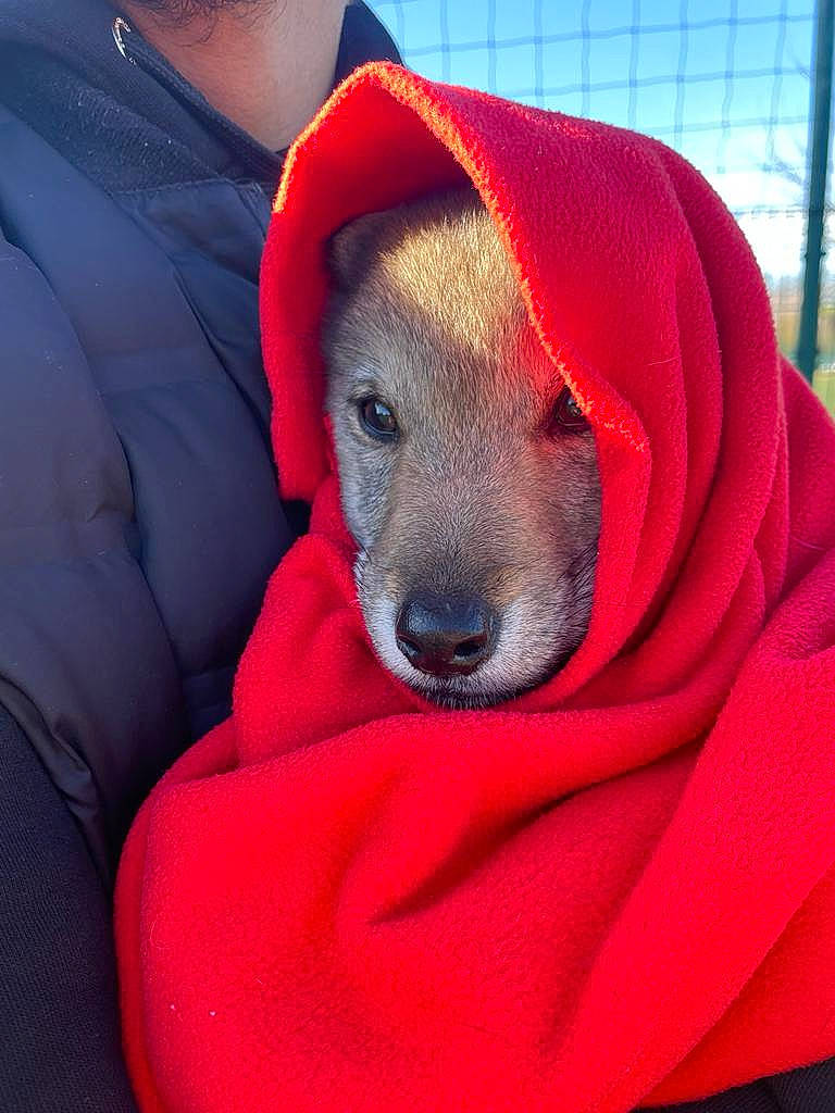 Apache a rejoint le concours — aidez-le/la à gagner de superbes lots ! canidae, carmine, carnivore, collar, comfort, companion_dog, dog, dog_breed, dog_collar, dog_supply, electric_blue, fawn, fur, linens, magenta, mesh, pet_supply, snout, sporting_group, whiskers