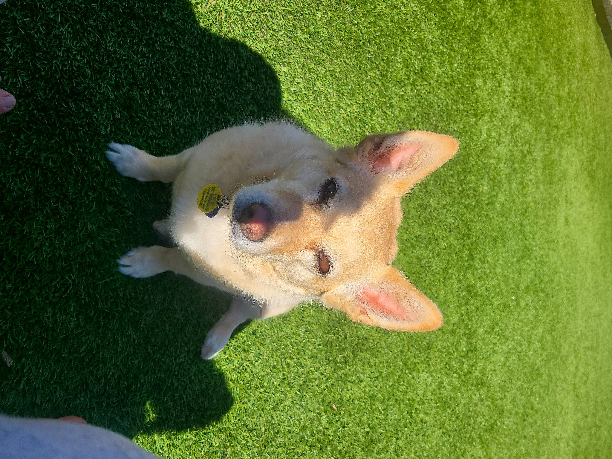 Macie joined the competition — help win amazing prizes! canidae, carnivore, companion_dog, dog, dog_breed, fang, fawn, felidae, fur, grass, green, paw, plant, puppy, small_to_medium_sized_cats, snout, sporting_group, tail, whiskers, working_animal