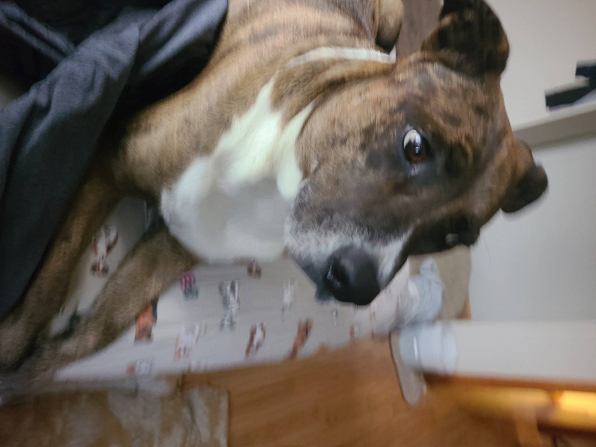 Gus is registered to the contest to win money with this photo: canidae, carnivore, collar, companion_dog, dog, dog_breed, dog_collar, ear, fawn, felidae, fur, great_dane, hardwood, pet_supply, snout, sporting_group, terrestrial_animal, whiskers, wood, working_animal