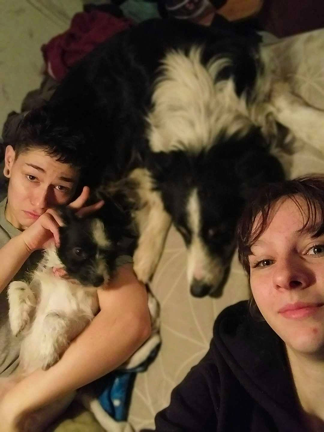 Hope joined the competition — help win amazing prizes! border_collie, bored, canidae, carnivore, comfort, companion_dog, dog, dog_breed, fun, fur, happy, herding_dog, lap, miniature_australian_shepherd, paw, puppy_love, sharing, sporting_group, toy_dog, working_dog