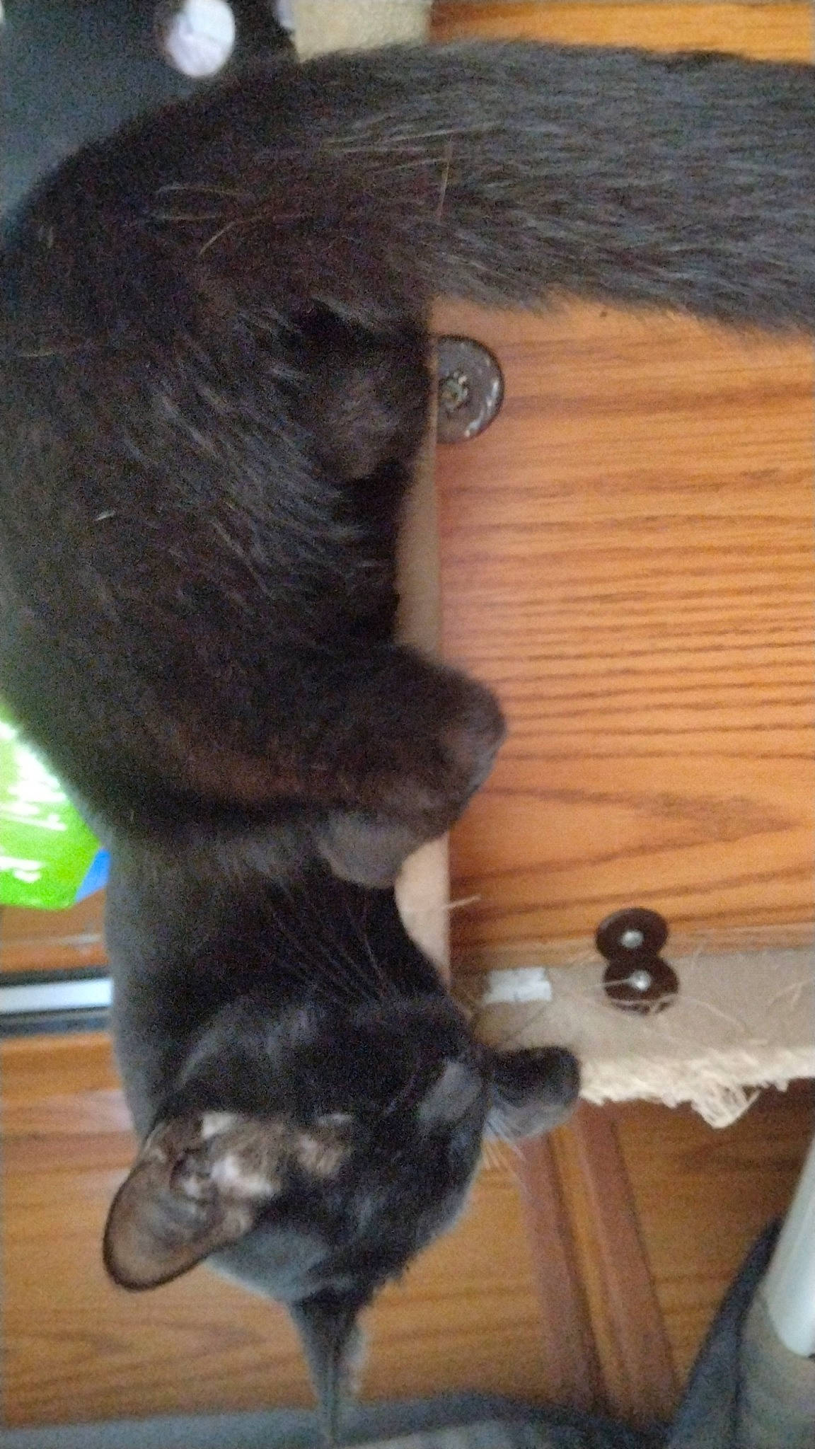 Anonymous is registered to the contest to win money with this photo: canidae, carnivore, cat, claw, companion_dog, dog_breed, domestic_short_haired_cat, felidae, flooring, fur, gesture, hardwood, liver, small_to_medium_sized_cats, snout, sporting_group, tail, terrestrial_animal, whiskers, wood