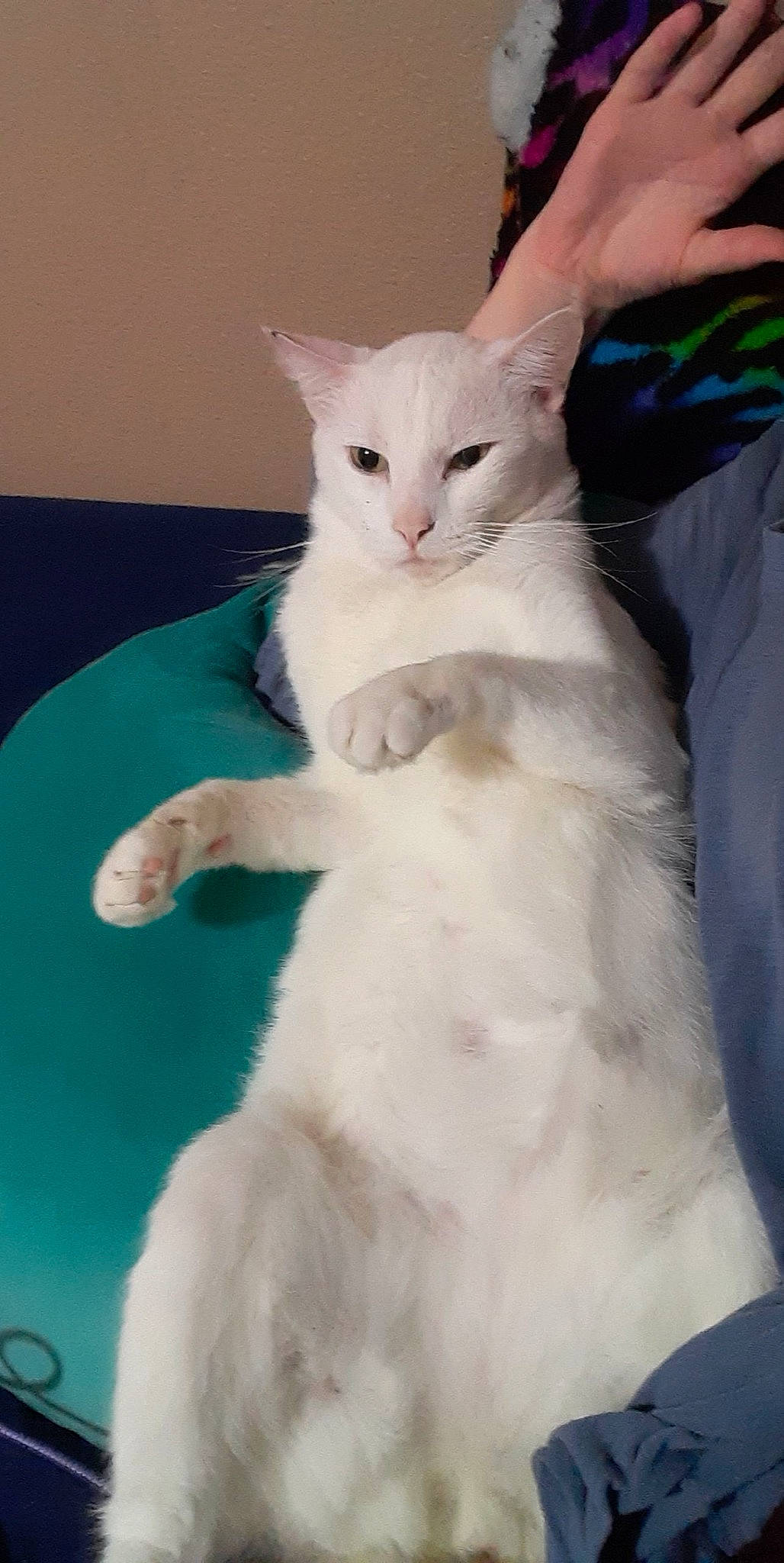 Simba is registered to the contest to win money with this photo: carnivore, cat, claw, comfort, domestic_short_haired_cat, eye, fawn, felidae, fur, paw, sitting, small_to_medium_sized_cats, snout, tail, terrestrial_animal, whiskers