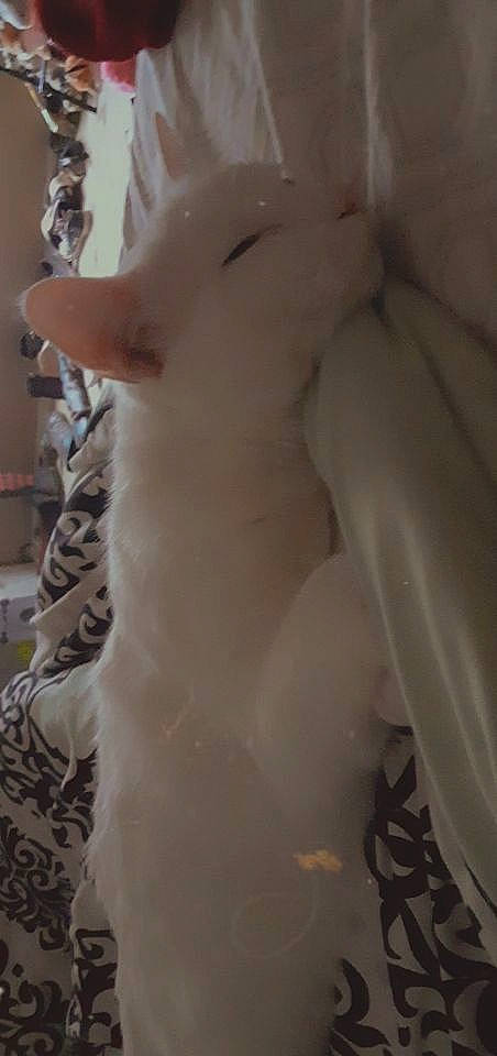 Simba joined the competition — help win amazing prizes! abdomen, canidae, carnivore, chest, comfort, dog_breed, fawn, felidae, formal_wear, fur, neck, non_sporting_group, pattern, paw, small_to_medium_sized_cats, snout, tail, terrestrial_animal, trunk, whiskers