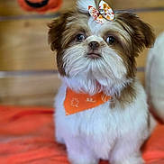 Pixie joined the competition — help win amazing prizes! dog, shih_tzu, bow, bandana, orange, blanket, pumpkin, jack_o_lantern, halloween, cute, fluffy, pet, indoor, decor, portrait, animal, small_dog, holiday, costume, festive