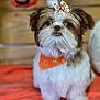dog, shih_tzu, bow, bandana, orange, blanket, pumpkin, jack_o_lantern, halloween, cute, fluffy, pet, indoor, decor, portrait, animal, small_dog, holiday, costume, festive