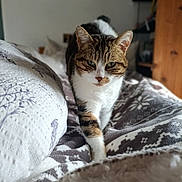 Pelote a rejoint le concours — aidez-le/la à gagner de superbes lots ! cat, tabby_cat, bed, blanket, indoor, pet, animal, feline, cozy, patterned_blanket, fur, whiskers, paws, walking, focused, domestic, cute, closeup, soft_light, blurred_background