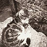 cat, tabby_cat, stone_wall, stone_ledge, outdoor, resting, feline, animal, sepia, texture, pattern, doorway, quiet, peaceful, nature, pet, fur, closeup, relaxing, vintage