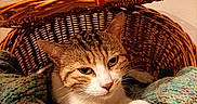 Pelote a rejoint le concours — aidez-le/la à gagner de superbes lots ! cat, tabby, basket, knitted_blanket, cozy, indoor, pet, animal, fur, paws, relaxed, resting, woven, texture, closeup, cute, feline, home, warm, domestic