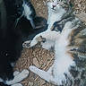 cat, tabby_cat, black_cat, animal, pet, outdoor, dirt, rocks, paw, fur, relaxed, sleepy, cute, nature, mammal, whiskers, closeup, two_animals, resting, ground