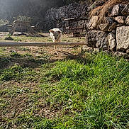Neïko participe au concours pour gagner de l'argent avec cette photo : dog, jumping, outdoor, grass, sunlight, stone_wall, yard, wooden_bar, pet, animal, playful, nature, garden, sunny, daytime, fur, active, cute, energetic, rural