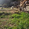 active, animal, cute, daytime, dog, energetic, fur, garden, grass, jumping, nature, outdoor, pet, playful, rural, stone_wall, sunlight, sunny, wooden_bar, yard