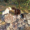 animals, cat, cute, forest, friendship, grass, greenery, moss, nature, nose_touch, outdoor, pets, puppy, rocks, stone_wall, sunlight, trees, tuxedo_cat, white_puppy, wildlife