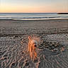 Neïko participe au concours pour gagner de l'argent avec cette photo : dog, beach, sand, sunset, ocean, waves, animal, pet, outdoor, nature, water, sky, shore, footprints, coast, sunlight, canine, playful, evening, landscape