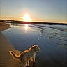 Neïko participe au concours pour gagner de l'argent avec cette photo : dog, beach, sunset, ocean, sand, water, reflection, sky, waves, shoreline, sun, outdoor, nature, pet, animal, golden_hour, coast, landscape, calm, scenic