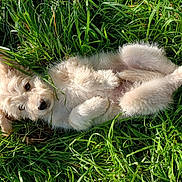 Neïko a rejoint le concours — aidez-le/la à gagner de superbes lots ! adorable, animal, cute, dog, ears, eyes, fluffy, fur, grass, greenery, lying_down, nature, nose, outdoor, pet, playful, puppy, relaxed, sunlight, young