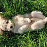 adorable, animal, cute, dog, ears, eyes, fluffy, fur, grass, greenery, lying_down, nature, nose, outdoor, pet, playful, puppy, relaxed, sunlight, young