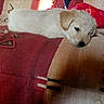 Neïko participe au concours pour gagner de l'argent avec cette photo : animal, beige, blanket, couch, cozy, cute, dog, floral, fur, home, indoor, lying_down, patterned, pet, pink, puppy, red, resting, sleepy, young