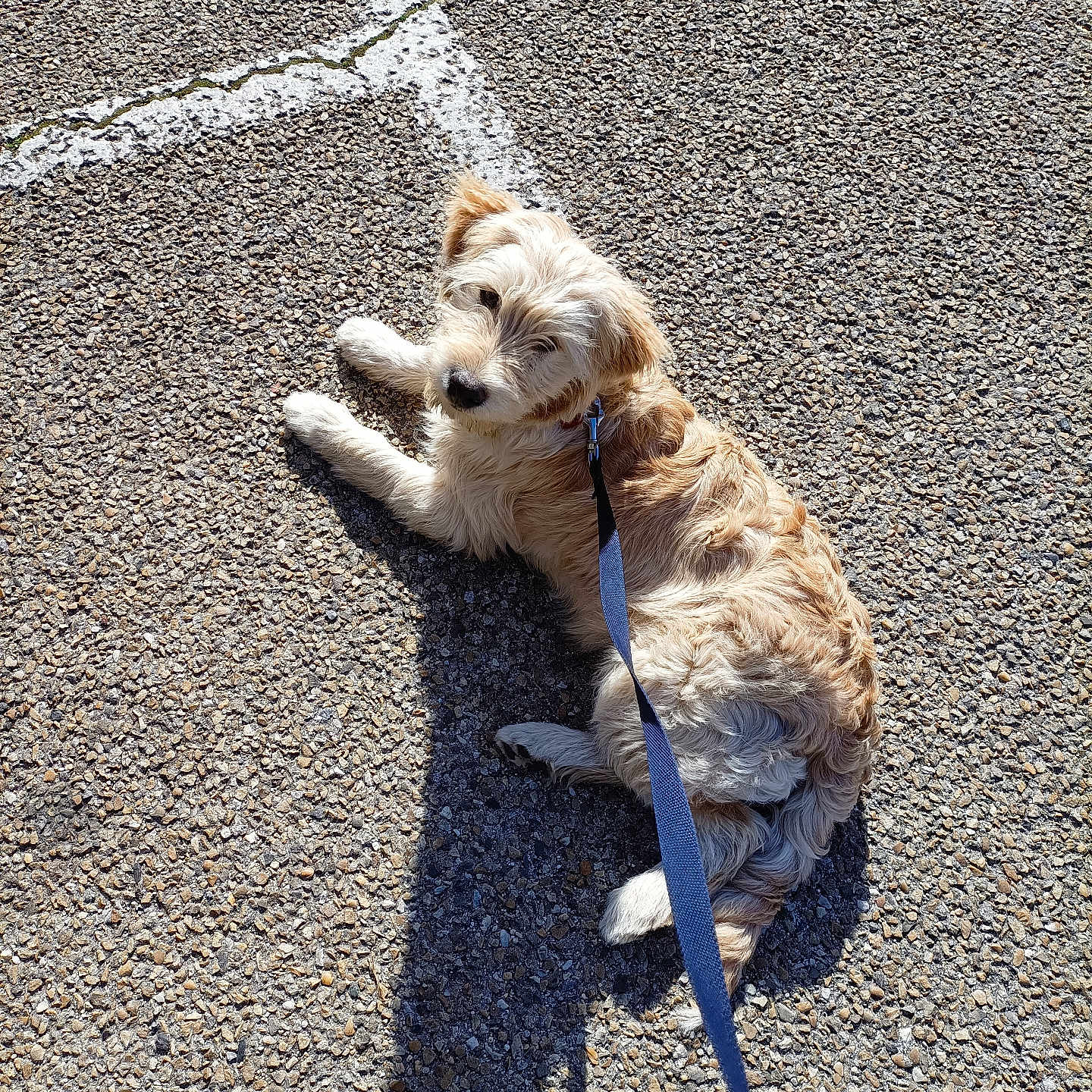 Neïko participe au concours pour gagner de l'argent avec cette photo : dog, leash, gravel, shadow, sunlight, outdoor, pet, canine, fur, walking, pavement, curious, resting, animal, daylight, looking_back, texture, collar, small_dog, park