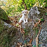 Neïko a rejoint le concours — aidez-le/la à gagner de superbes lots ! animal, autumn, curious, cute, daylight, dog, forest, fur, greenery, leaves, moss, nature, outdoor, pet, puppy, rock, scenery, tree, wild, young
