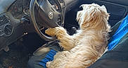 Neïko participe au concours pour gagner de l'argent avec cette photo : dog, car, steering_wheel, seat, interior, window, nature, greenery, paw, fur, pet, vehicle, dashboard, door, side_mirror, seat_cover, sunlight, parked_car, casual, relaxed