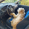 car, casual, dashboard, dog, door, fur, greenery, interior, nature, parked_car, paw, pet, relaxed, seat, seat_cover, side_mirror, steering_wheel, sunlight, vehicle, window