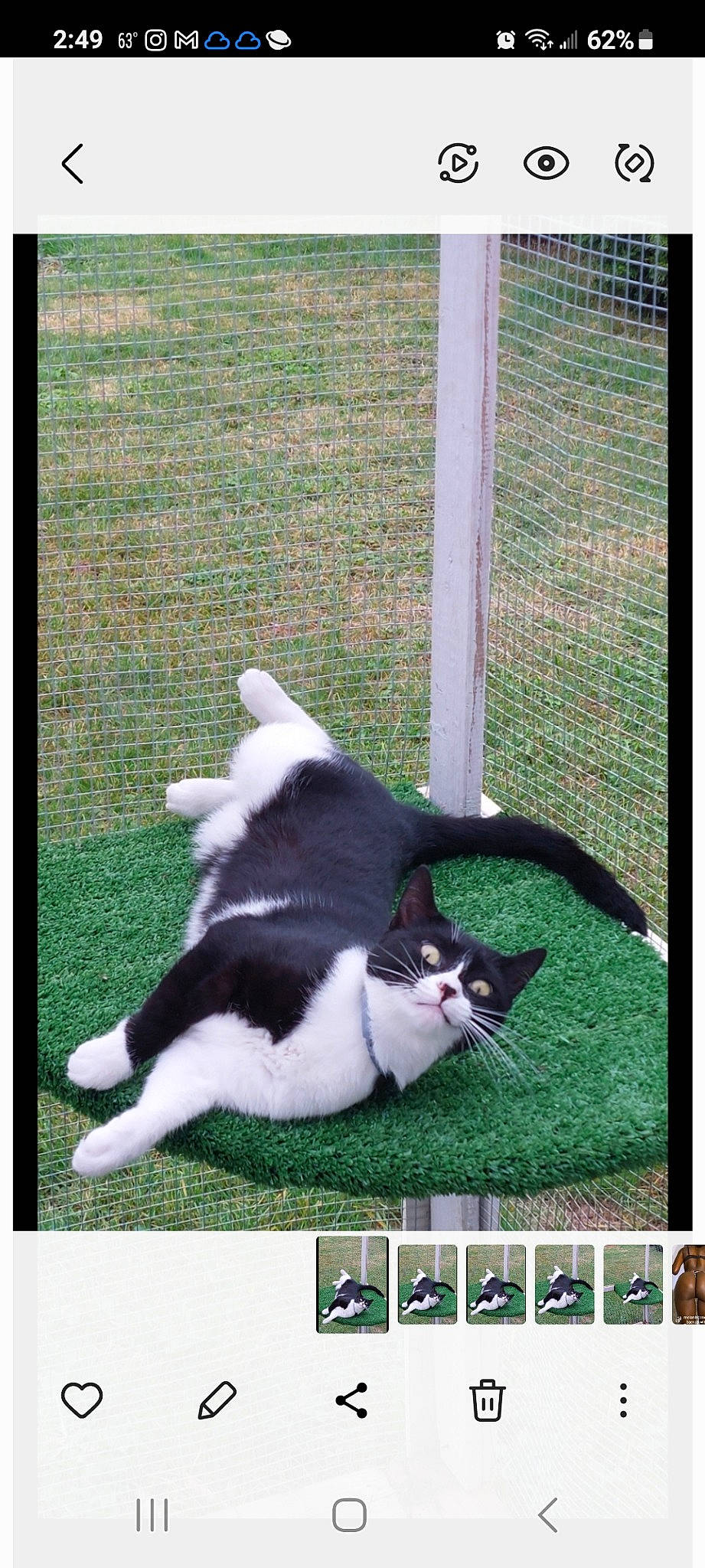 Mya joined the competition — help win amazing prizes! carnivore, cat, felidae, fur, grass, line, photo_caption, rectangle, small_to_medium_sized_cats, tail, terrestrial_animal, tints_and_shades, whiskers