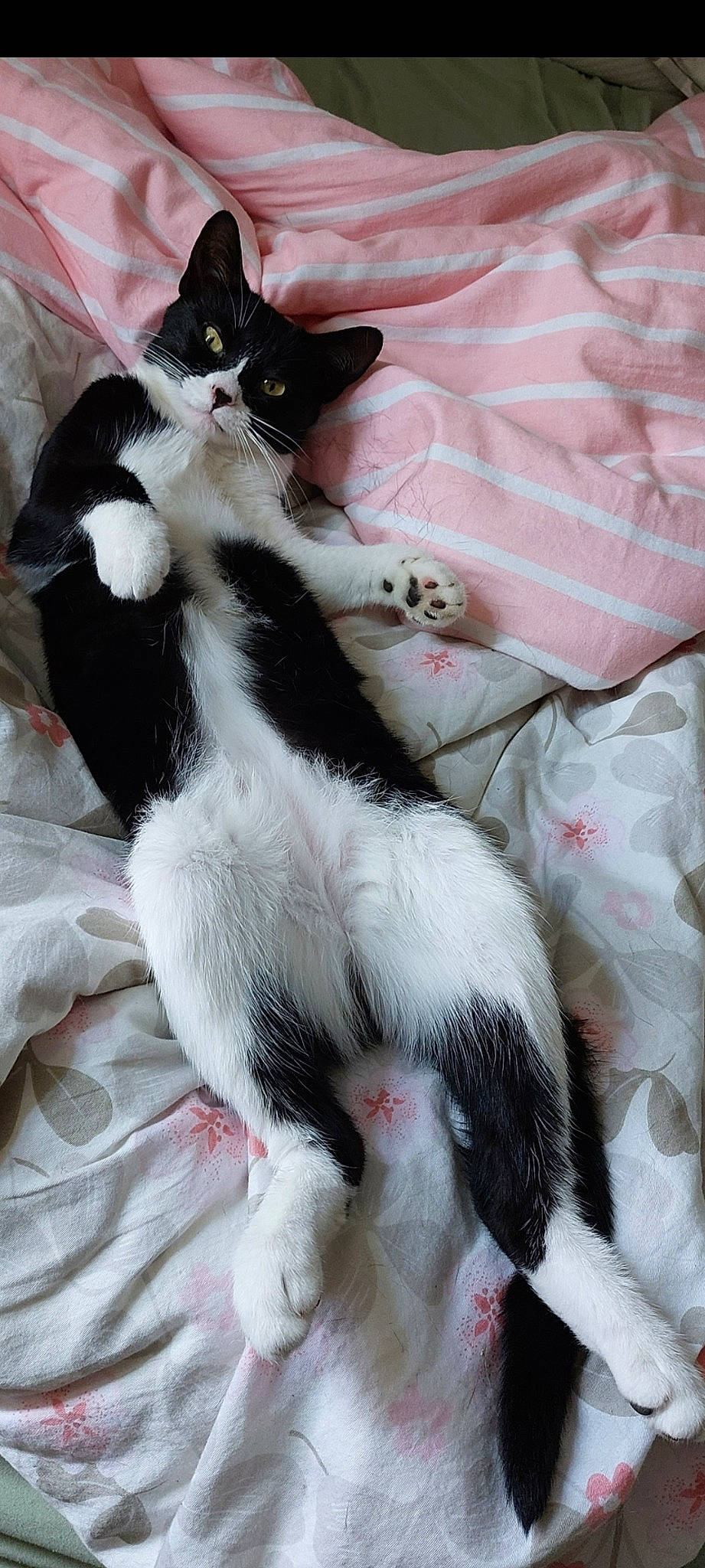 Mya joined the competition — help win amazing prizes! carnivore, cat, claw, comfort, domestic_short_haired_cat, felidae, foot, fur, lap, paw, small_to_medium_sized_cats, tail, terrestrial_animal, whiskers