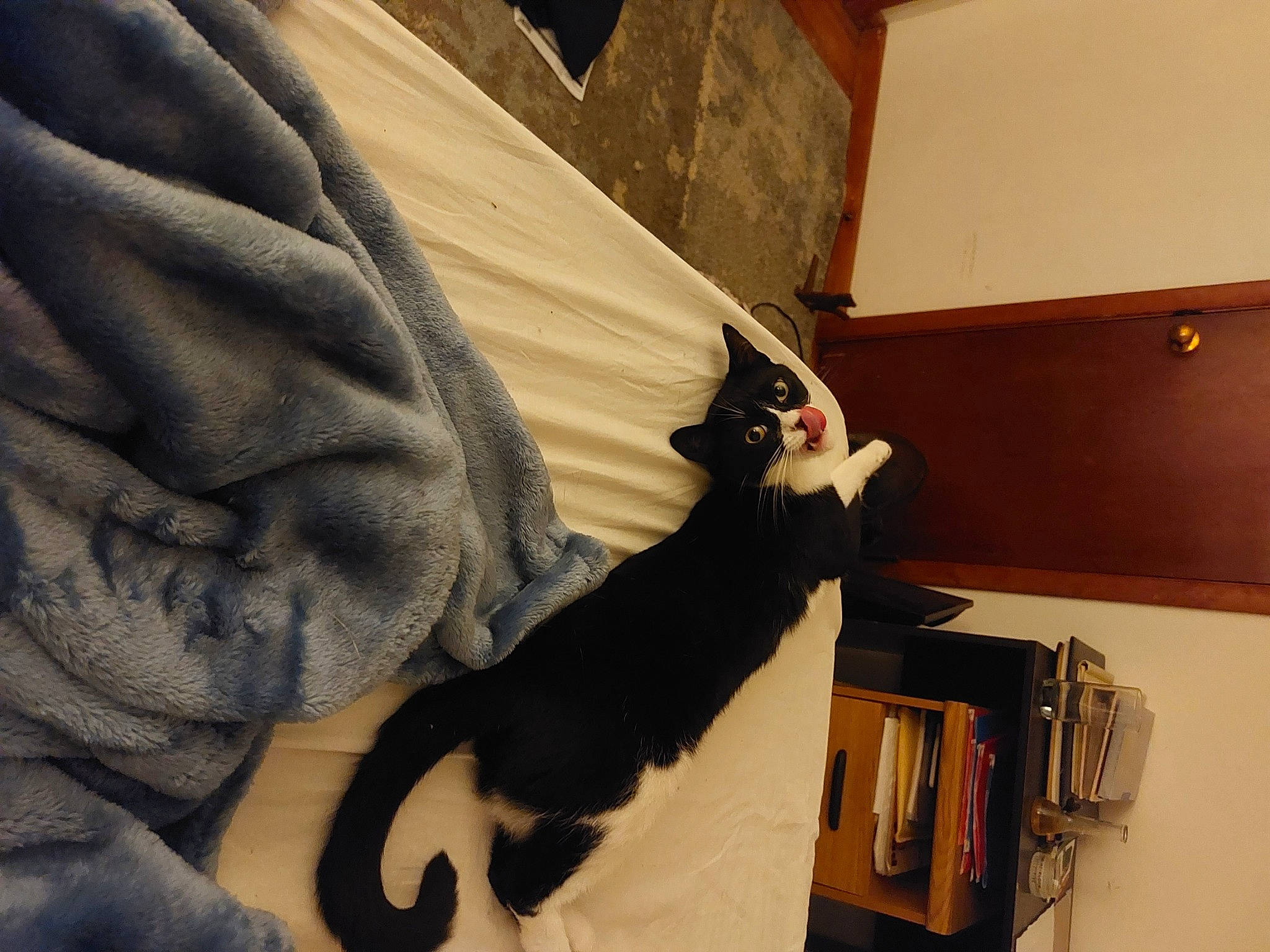 Mya is registered to the contest to win money with this photo: black_cat, bookcase, carnivore, cat, comfort, companion_dog, domestic_short_haired_cat, elbow, felidae, fur, gesture, hardwood, linens, room, shelf, shelving, small_to_medium_sized_cats, tail, whiskers, wood