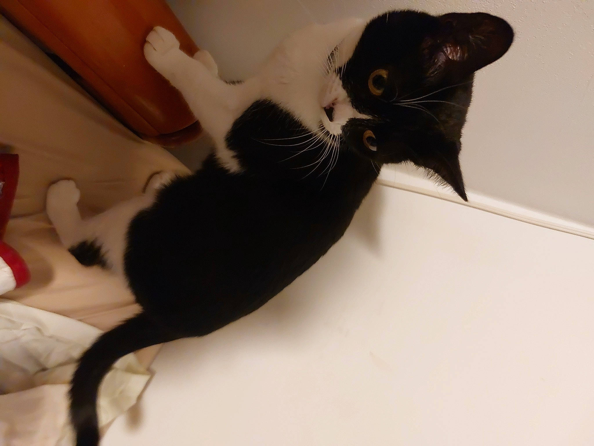 Mya is registered to the contest to win money with this photo: black_cat, carnivore, cat, claw, comfort, domestic_short_haired_cat, ear, felidae, fur, gesture, paw, small_to_medium_sized_cats, snout, tail, whiskers