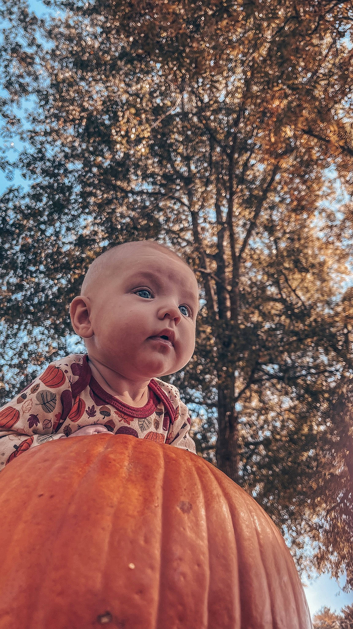 Charley joined the competition — help win amazing prizes! blond, calabaza, child, cucurbita, eye, face, fun, grass, hairstyle, happy, leisure, people_in_nature, person, plant, pumpkin, sky, toddler, tree, twig, winter_squash